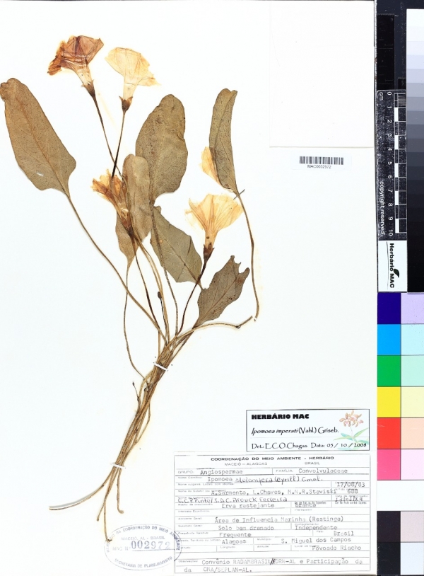 Em Alagoas, plantas que atraem borboletas e outros animais estão catalogadas no Herbário do IMA