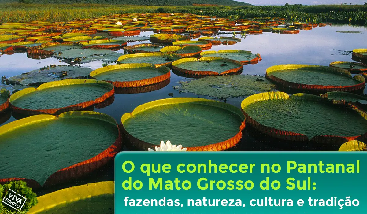 NOTICIAS DE MATO GROSSO DO SUL - MS.