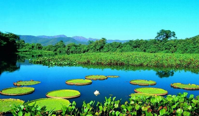 NOTICIAS DE MATO GROSSO DO SUL - MS.