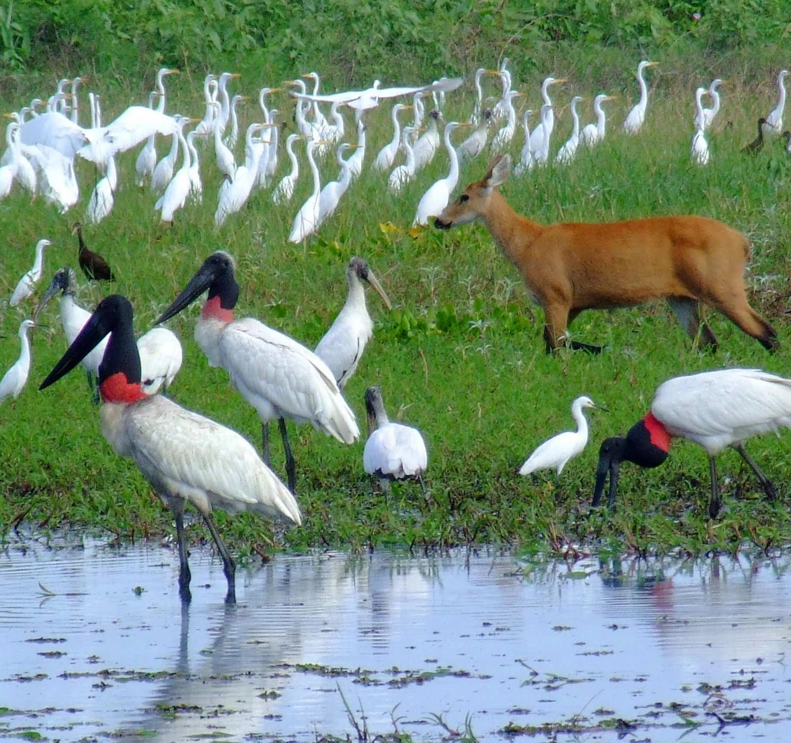 NOTICIAS DE MATO GROSSO DO SUL - MS.