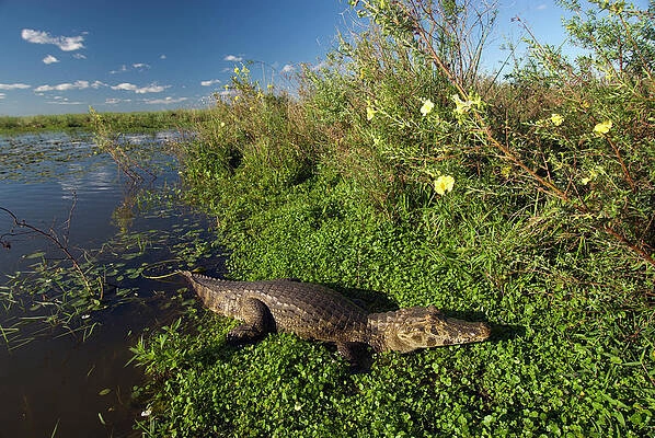 NOTICIA DE MATO GROSSO DO SUL - MS.