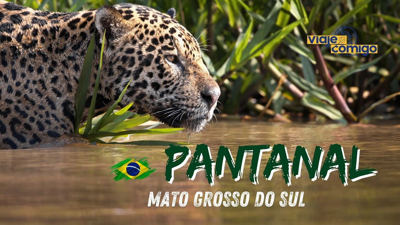 NOTICIAS DE MATO GROSSO DO SUL -MS.